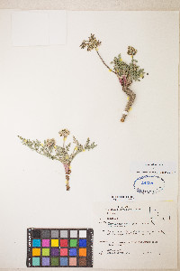 Lomatium nevadense var. nevadense image