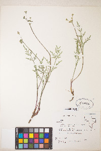 Lomatium nevadense var. nevadense image