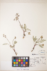 Lomatium nevadense image
