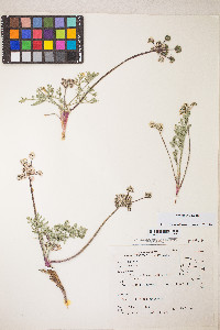 Lomatium nevadense var. nevadense image