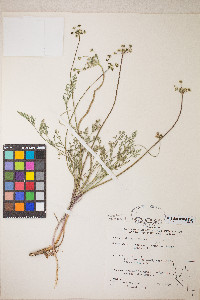 Lomatium nevadense var. nevadense image
