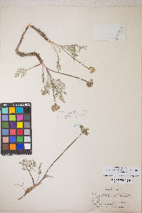 Lomatium nevadense image
