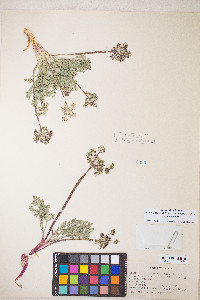 Lomatium nevadense var. nevadense image