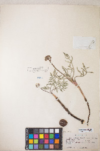 Lomatium nevadense var. parishii image