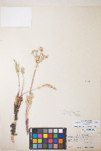 Lomatium nevadense var. nevadense image
