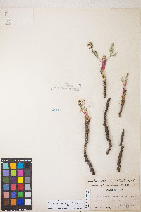 Lomatium nevadense var. nevadense image