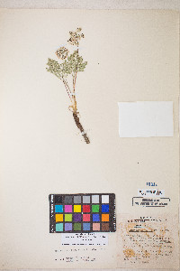 Lomatium nevadense image