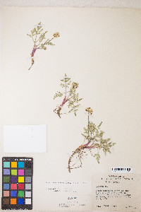 Lomatium nevadense image