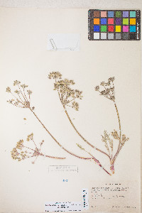 Lomatium nevadense var. nevadense image