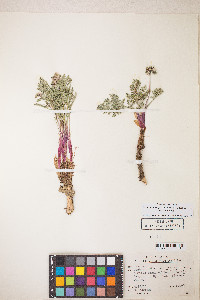 Lomatium nevadense var. nevadense image
