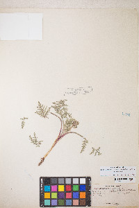 Lomatium nevadense var. nevadense image