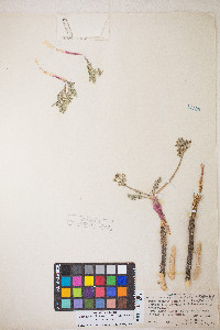 Lomatium nevadense var. nevadense image