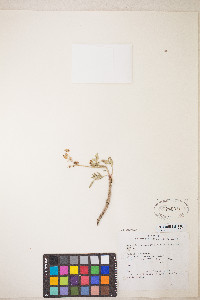 Lomatium nevadense var. parishii image