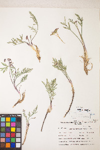 Lomatium nevadense var. parishii image