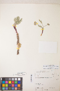 Lomatium nevadense var. nevadense image