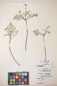 Lomatium nevadense var. nevadense image