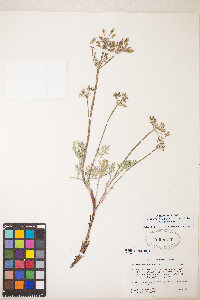 Lomatium nevadense image