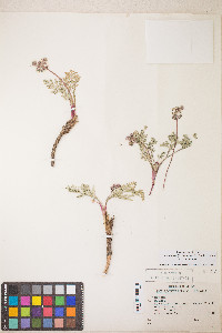 Lomatium nevadense var. nevadense image