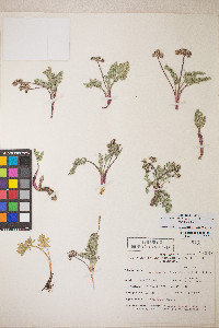 Lomatium nevadense var. nevadense image