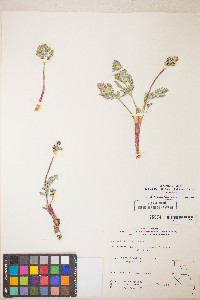 Lomatium nevadense var. nevadense image