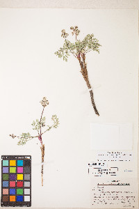 Lomatium nevadense var. nevadense image
