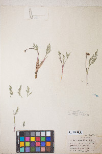 Lomatium nevadense var. nevadense image