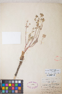 Lomatium nevadense var. nevadense image