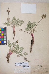 Lomatium nevadense var. nevadense image