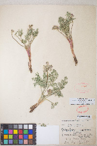 Lomatium nevadense var. nevadense image