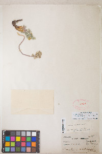 Lomatium fimbriatum image