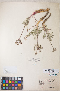 Lomatium nevadense image