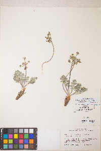 Lomatium fimbriatum image