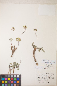 Lomatium fimbriatum image