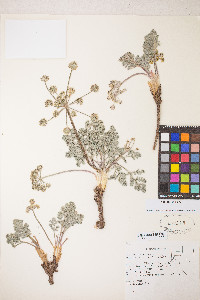 Lomatium fimbriatum image
