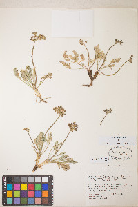 Lomatium fimbriatum image