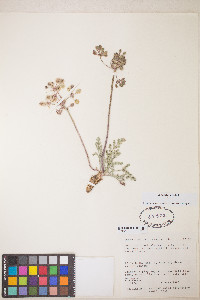 Lomatium fimbriatum image