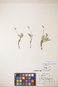 Lomatium fimbriatum image
