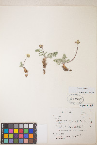 Lomatium fimbriatum image