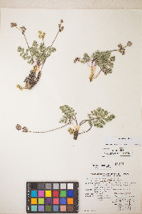 Lomatium fimbriatum image
