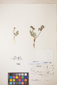Lomatium fimbriatum image
