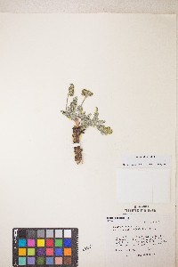 Lomatium fimbriatum image