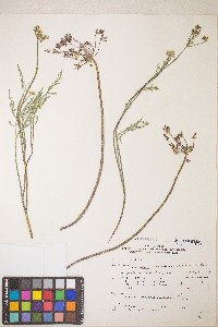Lomatium nevadense var. nevadense image