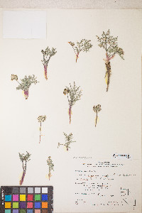 Lomatium nevadense var. nevadense image