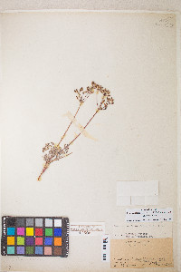 Lomatium nevadense image
