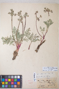 Lomatium nevadense var. nevadense image