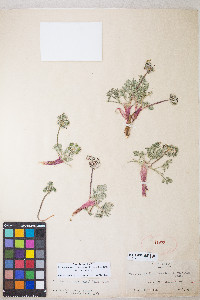 Lomatium nevadense var. nevadense image