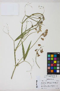 Lathyrus sylvestris image