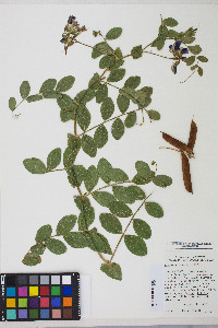 Lathyrus japonicus image