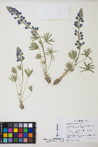 Lupinus nevadensis image