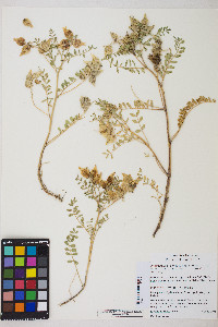 Astragalus lentiginosus var. salinus image